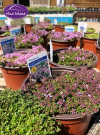 alpines-1