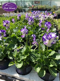 alpines-2
