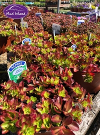 alpines-3
