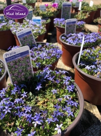 alpines-5