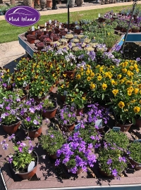 alpines-6