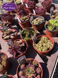 alpines-7