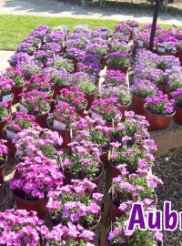 alpines-aubretia