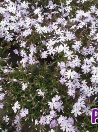 alpines-phlox