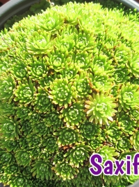 alpines-saxifrage