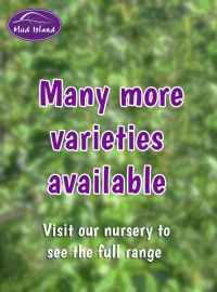 many-more-varieties