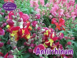 bedding-antirrhinum