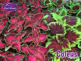bedding-coleus