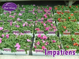 bedding-impatiens