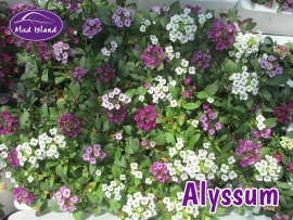 bedding-plants-alyssum