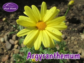 bedding-plants-argyranthemum