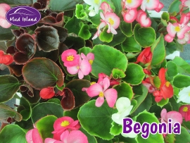 bedding-plants-begonia