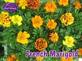 bedding-plants-french-marigold