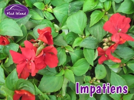 bedding-plants-impatiens