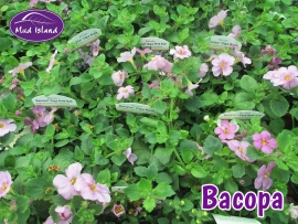 patio-and-basket-plants-bacopa