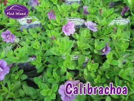 patio-and-basket-plants-calibrachoa