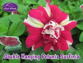 patio-and-basket-plants-double-hanging-petunia-surfinia