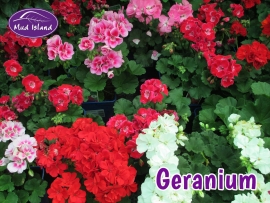 patio-and-basket-plants-geranium