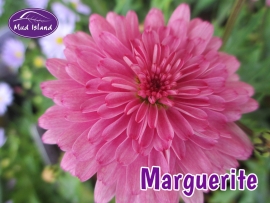 patio-and-basket-plants-marguerite-2