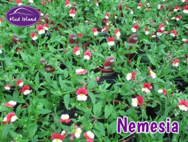 patio-and-basket-plants-nemesia