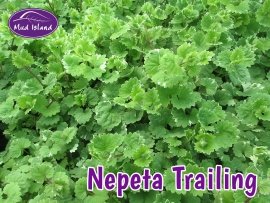 patio-and-basket-plants-nepeta-trailing