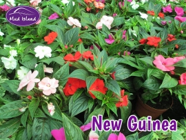 patio-and-basket-plants-new-guinea