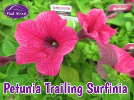 patio-and-basket-plants-petunia-trailing-surfinia
