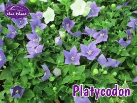 patio-and-basket-plants-platycodon