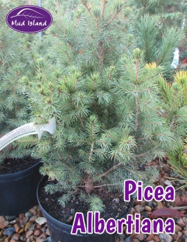 conifers-picea-albertiana