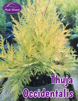 conifers-thuja-occidentalis
