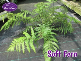 hardy-fern-soft-fern