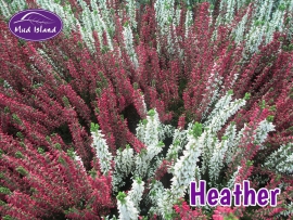 heather-1