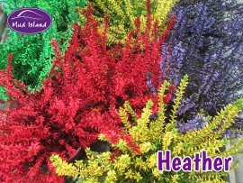 heather-4