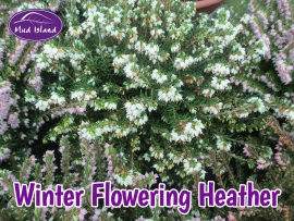 heather-winter-flowering-6