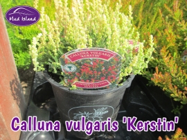 heathers-calluna-vulgaris-kerstin