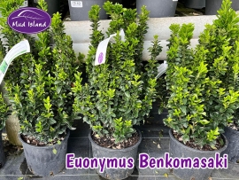 hedging-euonymus-benkomasaki