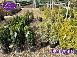 hedging-euonymus