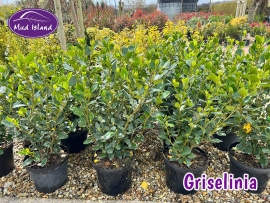 hedging-griselinia