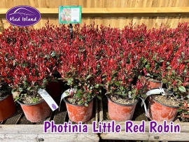 hedging-photinia-little-red-robin