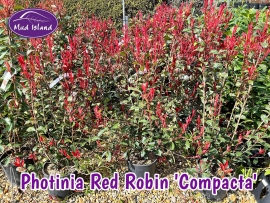 hedging-photinia-red-robin-compacta-2
