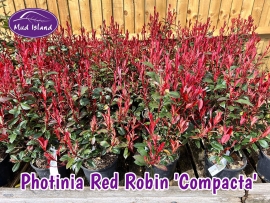 hedging-photinia-red-robin-compacta