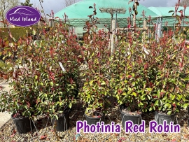 hedging-photinia-red-robin