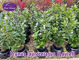 hedging-prunus-laurocerasus-laurel