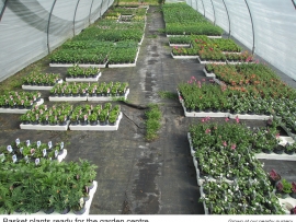 10-basket-plants-ready-for-the-garden-centre