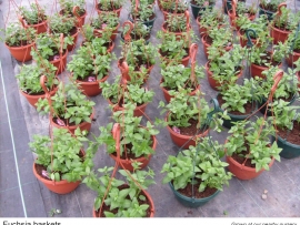 11-fuchsia-baskets