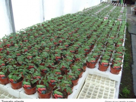12-tomato-plants