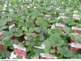 13-strawberry-plants