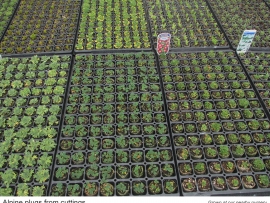 14-alpine-plugs-from-cuttings