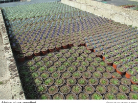 15-alpine-plugs-repotted
