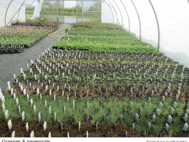 18-grasses-and-perennials